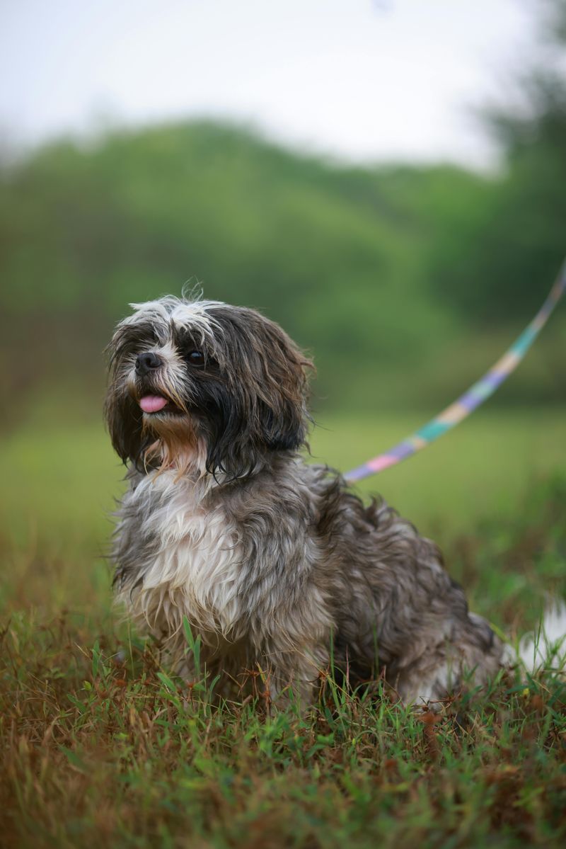 Shih Tzu