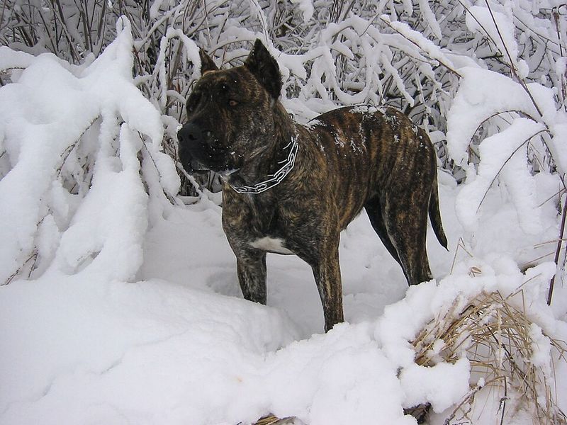 Presa Canario
