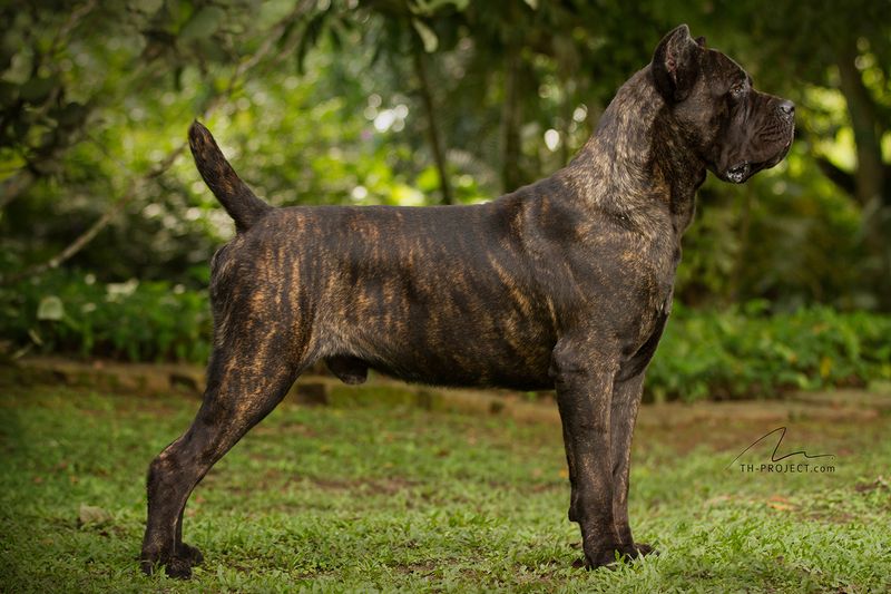 25 Dog Breeds That May Be Too Demanding for Older Owners 20 Cane Corso