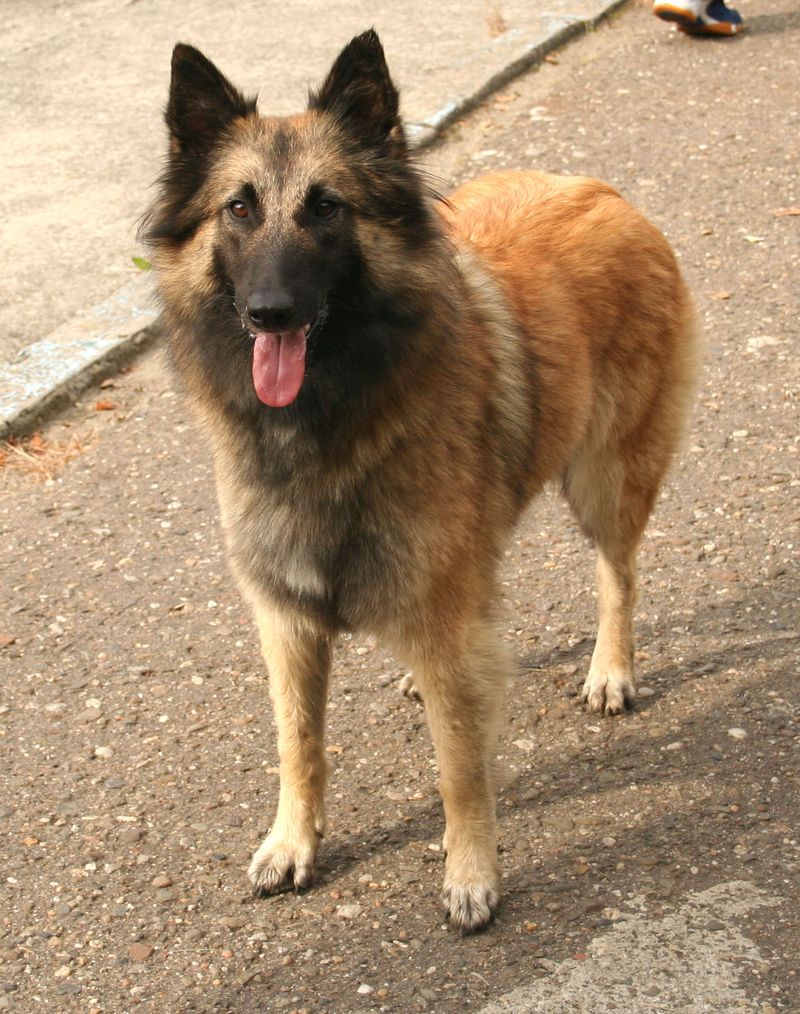 26 Protective Dog Breeds and How to Manage Their High Energy and Instincts 22 Belgian Tervuren