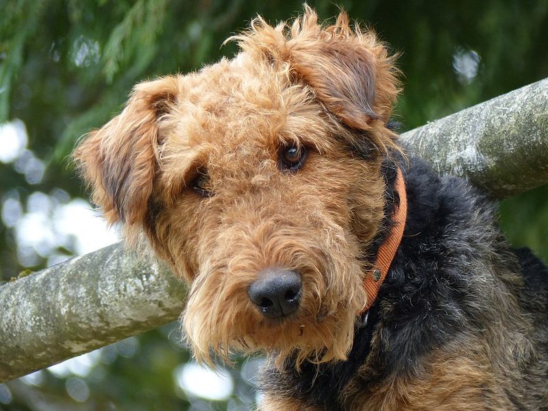 28 Dog Breeds That Demand Patience, Skill, and Leadership 23 Airedale Terrier