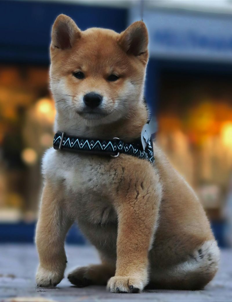 Shiba Inu