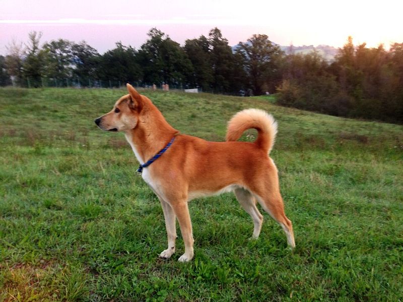 20 dog breeds that balance affection, independence, and strong instincts in unique ways 20 Canaan Dog