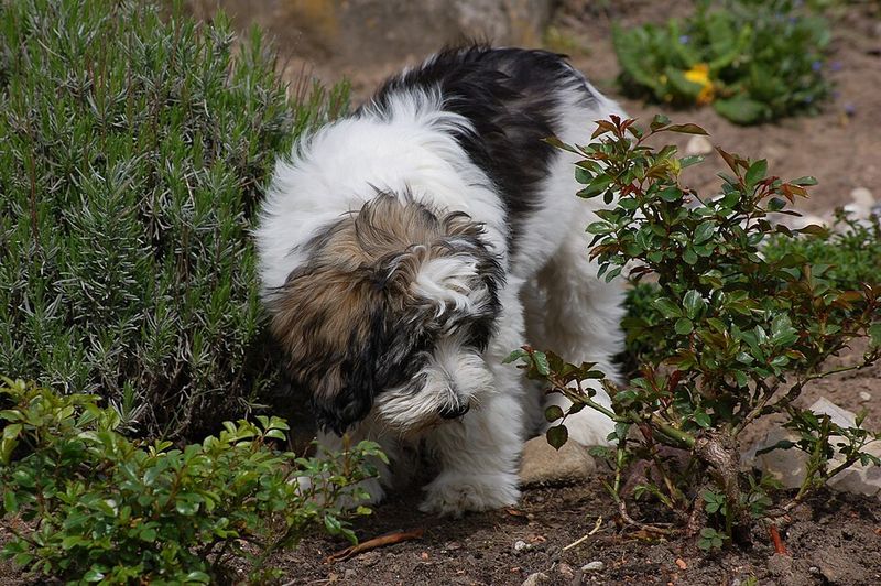 13 Dog Breeds That Struggle Quietly in Shelters for Reasons No One Talks About 11 Polish Lowland Sheepdog