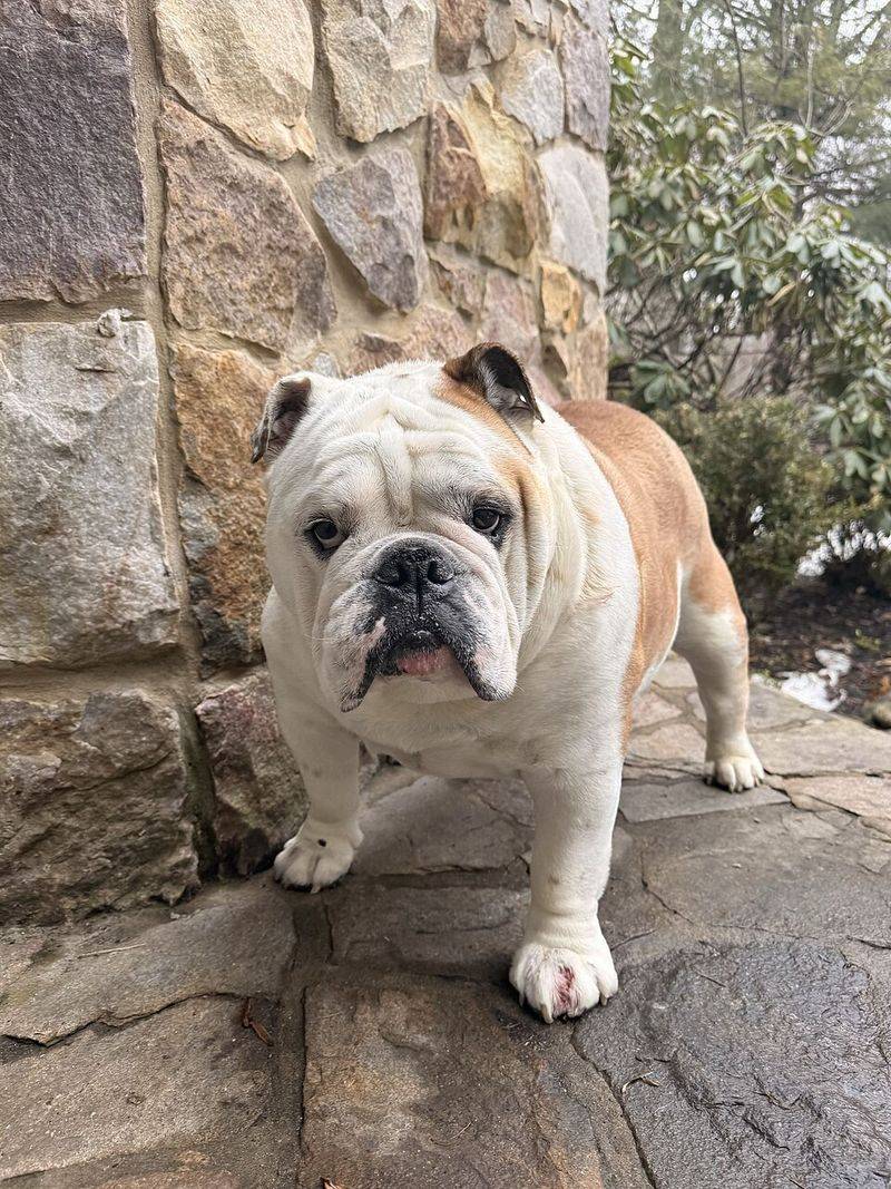 8 high-energy breeds that resist naps, plus 5 that could sleep through anything 11 Bulldog