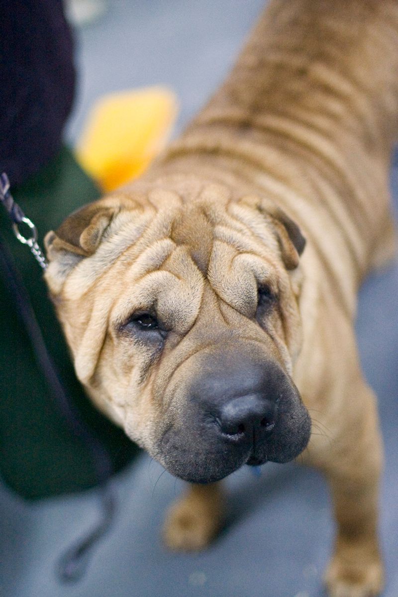 12 independent dog breeds and the secret to earning their cooperation 11 Shar Pei