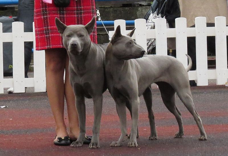 Thai ridgeback