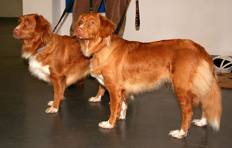 Nova Scotia Duck Tolling Retriever