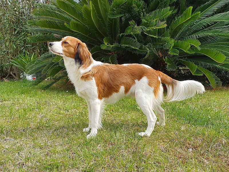 20 dog breeds that still feel fresh, exciting and underrated compared to the usual favorites 4 Kooikerhondje