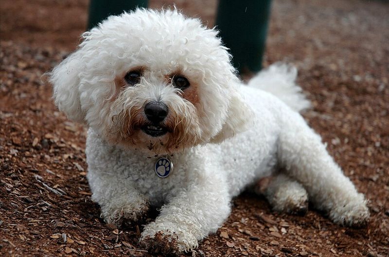 New to dog ownership? These breeds have qualities that can make the transition feel more natural 3 Bichon Frise