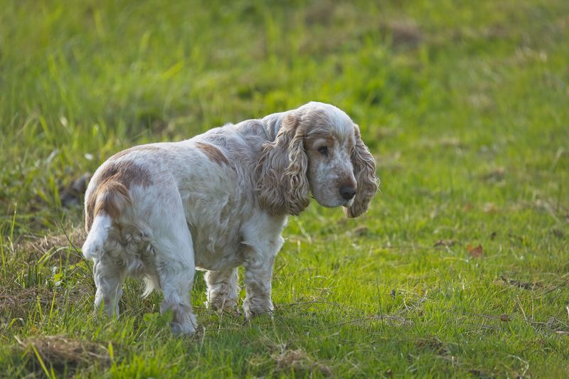 English Cocker Spaniel