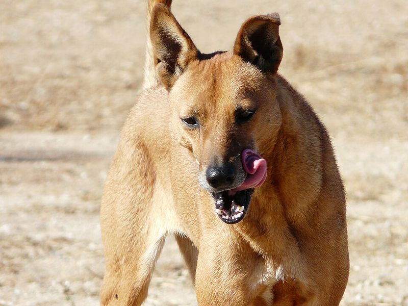 19 Rare Dog Breeds Known for Their Confident and Independent Nature 12 Carolina Dog