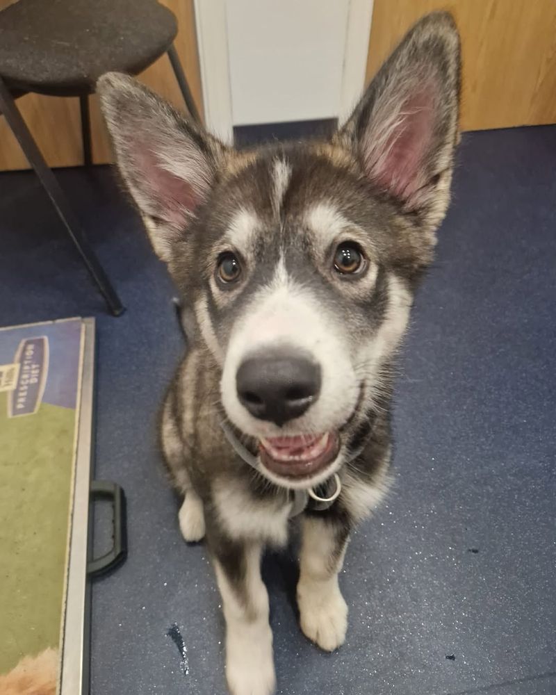 27 Dog Breeds That Closely Resemble Wolves in Looks and Temperament 6 Utonagan