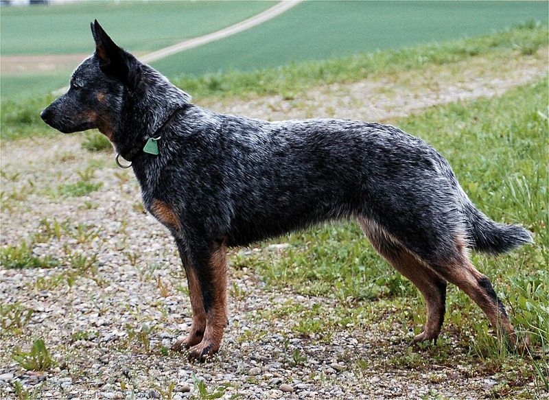 10 intelligent dog breeds that thrive on learning and problem-solving 9 Australian Cattle Dog