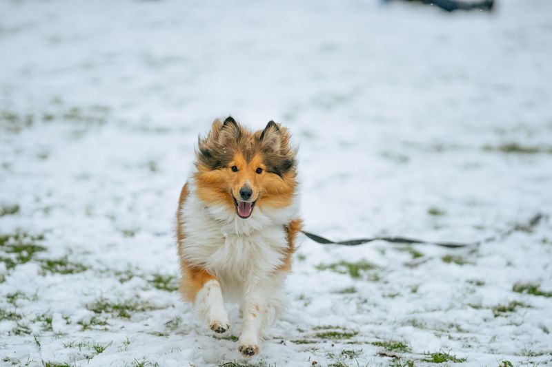 9 dogs that can pick up on subtle changes in human behavior - plus 2 known for close observation 2 Rough Collie