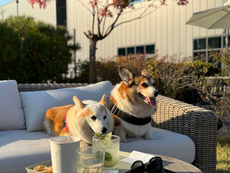 Thinking about a second dog? These 10 breed pairings often work beautifully – plus 2 unexpected matches 10 Pembroke Welsh Corgi + Shetland Sheepdog