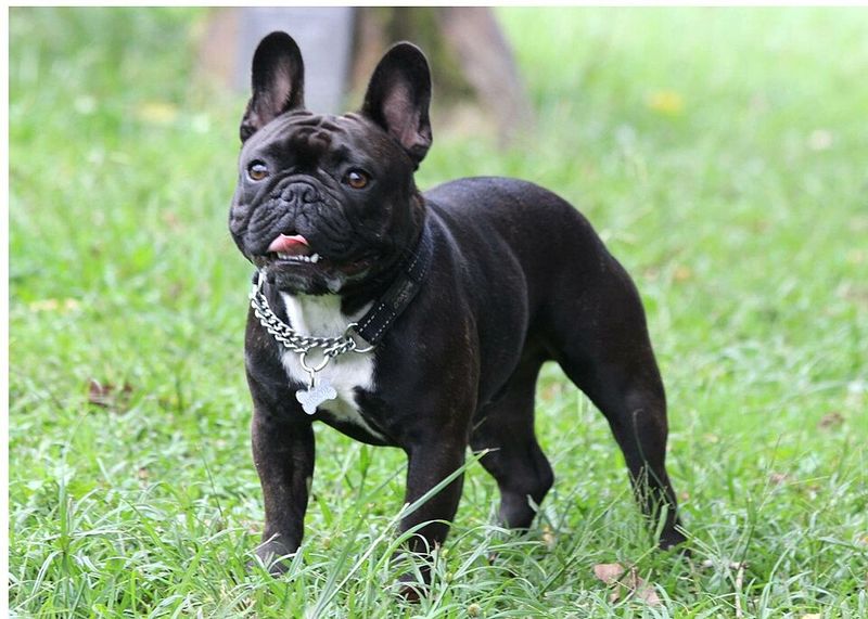 Short on space? These dog breeds may fit your home better than expected 2 French Bulldog