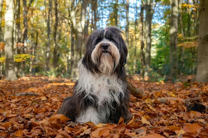 Tibetan Terrier