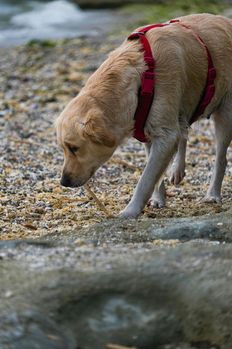 9 Causes of Dog Snapping and How to Prevent It 5 Frustration and Arousal Overflow