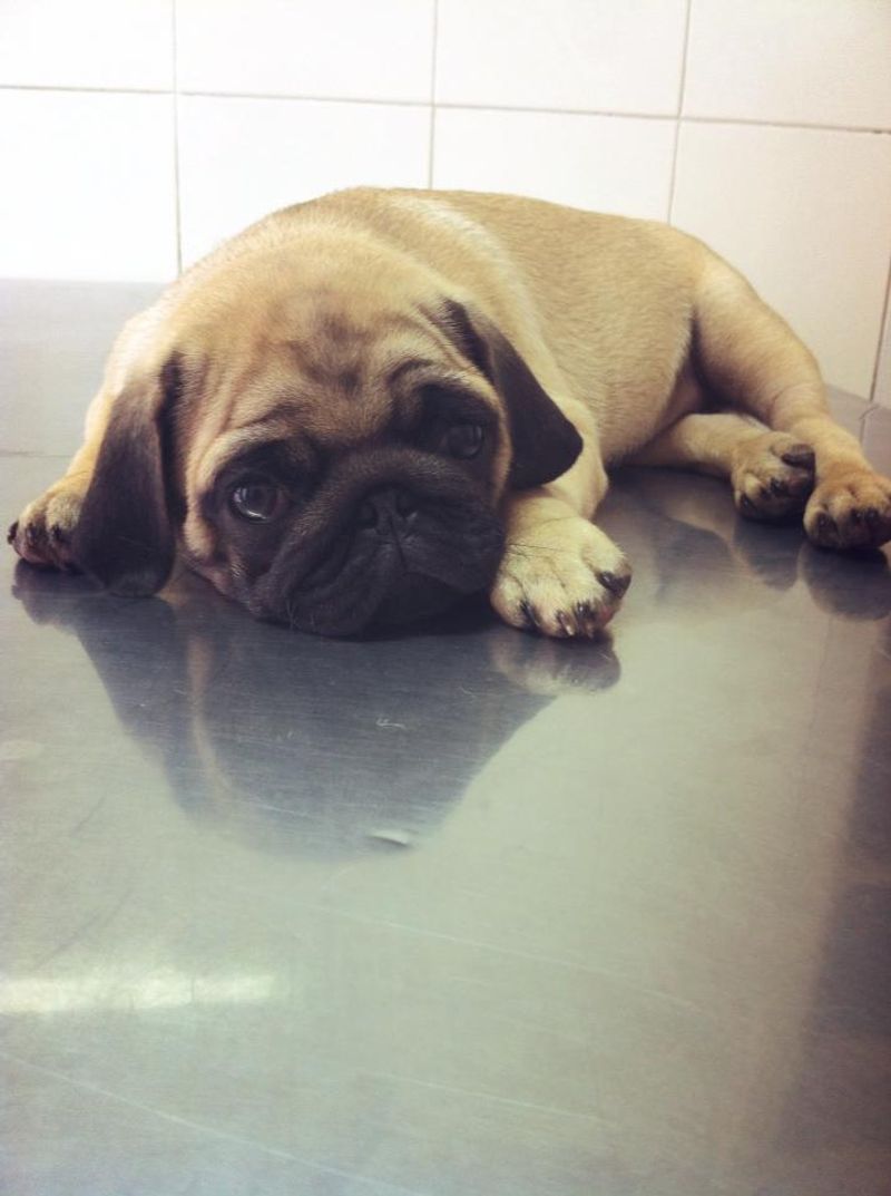 Pug