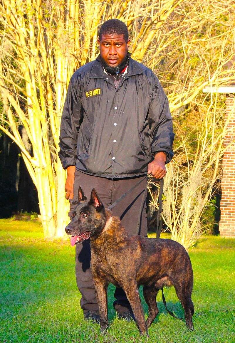 High Intelligence and Trainability