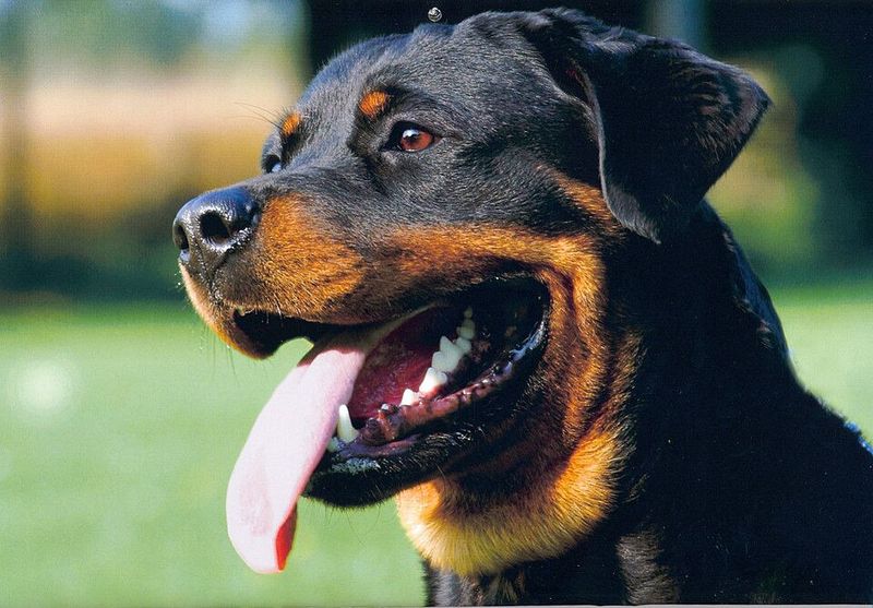"Retractable Leashes Should Be Banned” Is Blowing Up Again - 13 Breeds Most Mentioned in Injury Horror Stories 7 Rottweiler