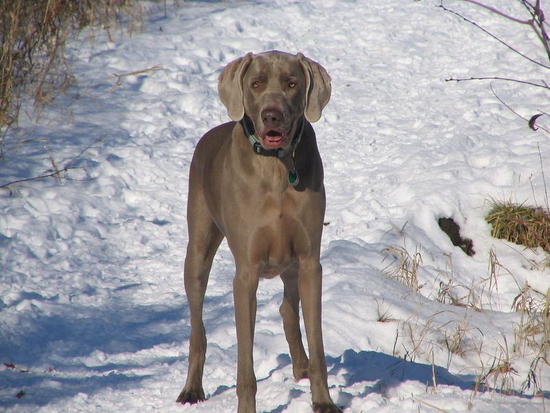 Weimaraner