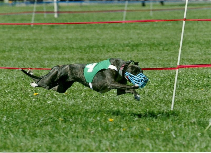 Not every dog turns the house into an amusement park - These breeds often prefer the quieter side of life 7 Whippet