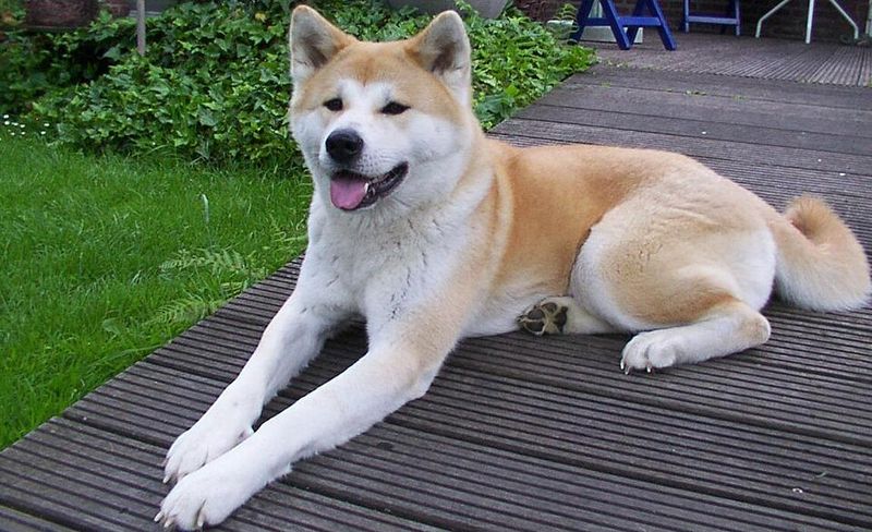 The happiest moments for these 12 dog breeds rarely happen in the middle of a crowd 8 Akita