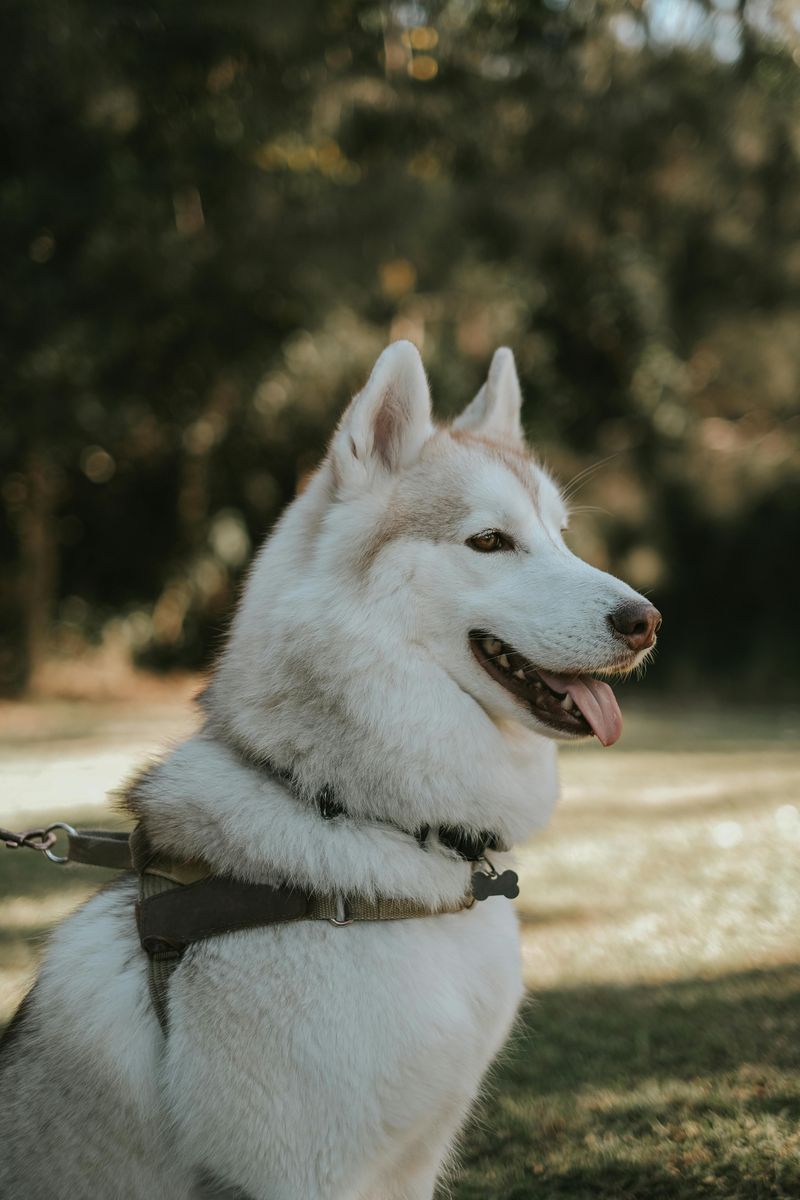 Siberian Husky