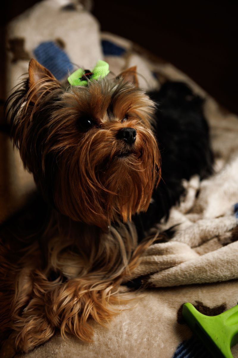 Yorkshire Terrier: Silky Coat, Loud Voice