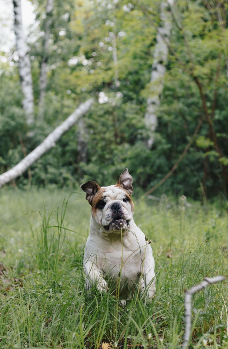 Bulldog