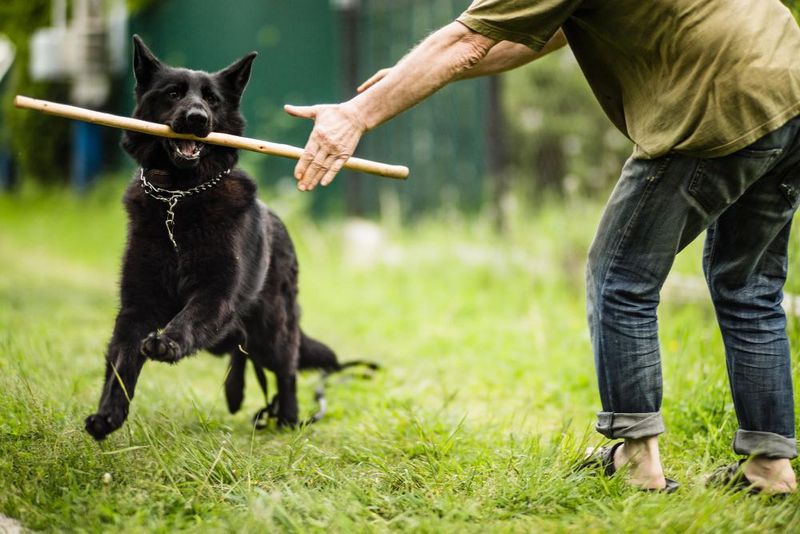 19 Meaningful Ways Dogs Help Improve Our Emotional Health 20 Teaching Patience and Consistency