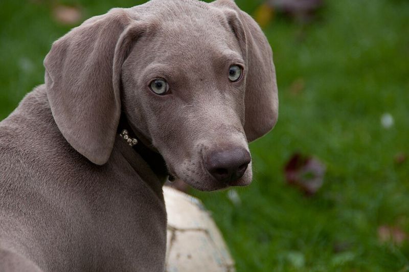 15 Dog Breeds with Stunning Eyes 3 Weimaraner