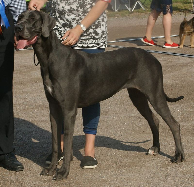 From tiny companions to powerful workers, Germany produced far more dog breeds than many people realize 7 Great Dane