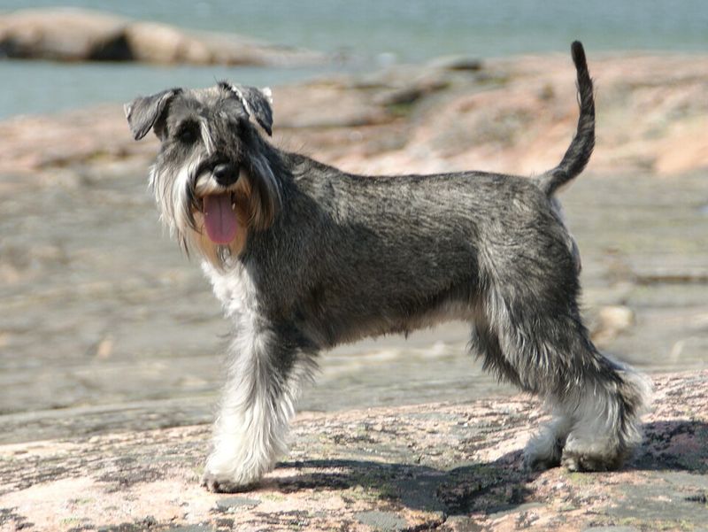 These dog breeds are often appreciated by owners who prefer less noticeable canine odor around the home 3 Schnauzer