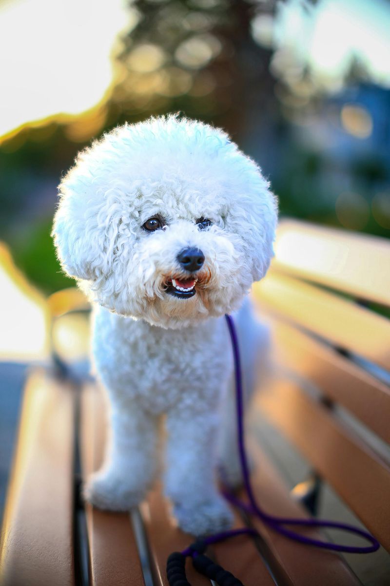 Bichon Frise