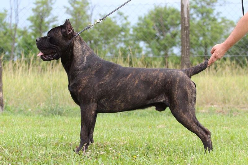 12 dog breeds that become protective the moment your routine feels off 3 Cane Corso