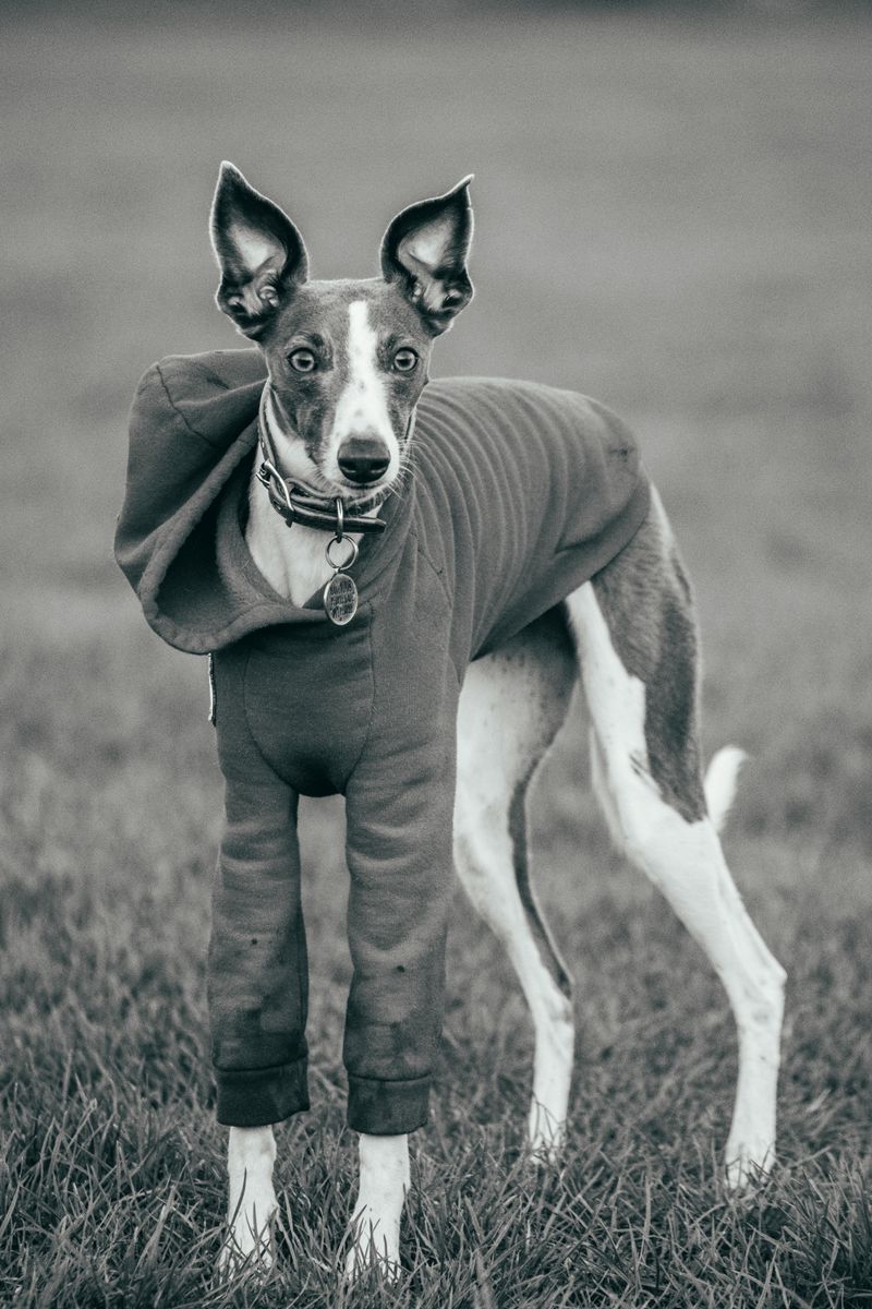 Whippet