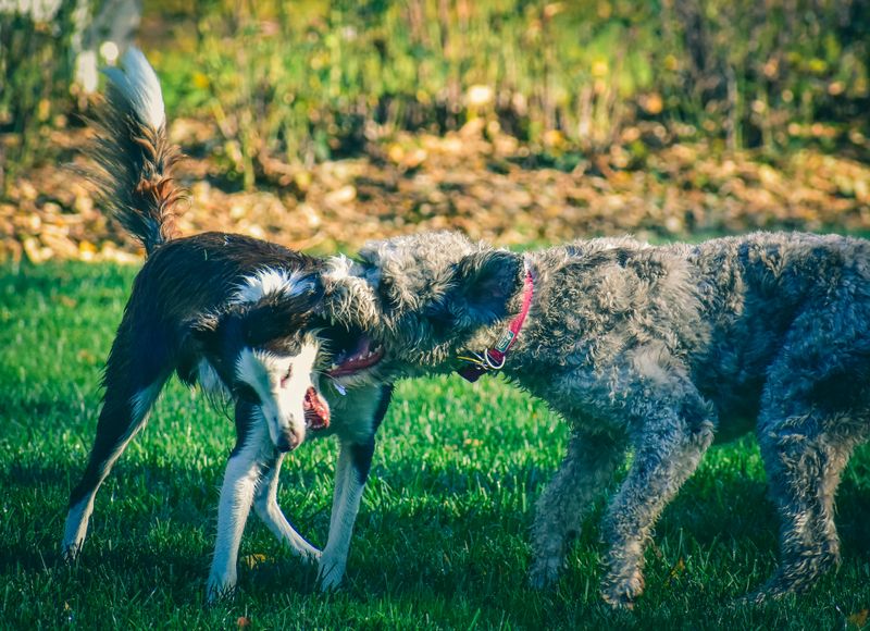9 Causes of Dog Snapping and How to Prevent It 7 Social Conflict with Dogs or People