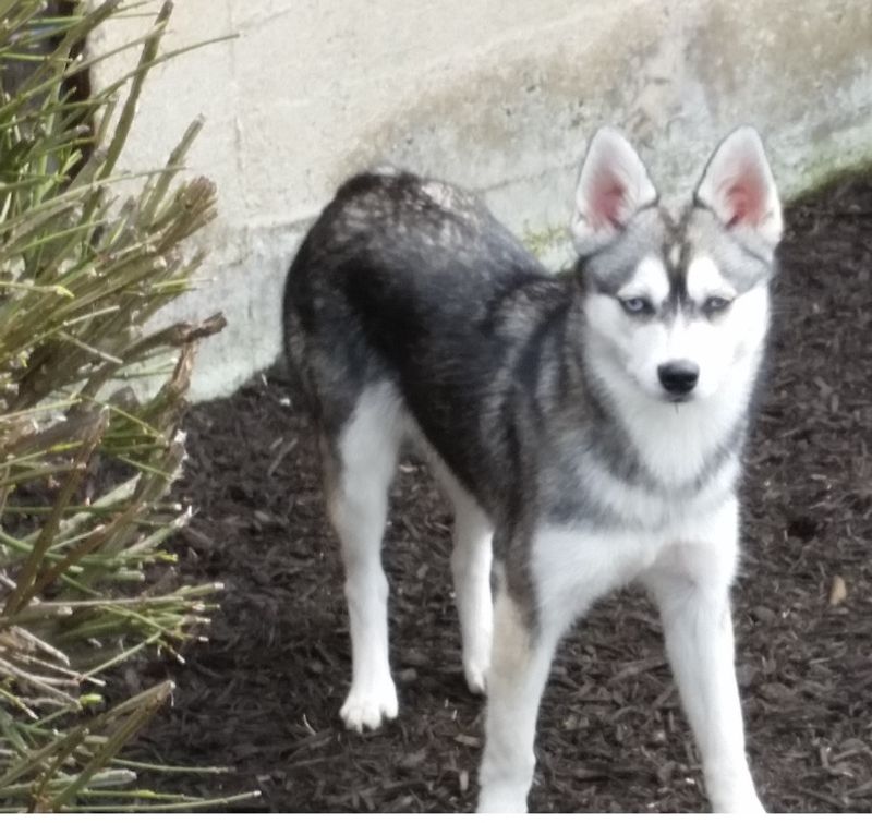 Alaskan Klee Kai