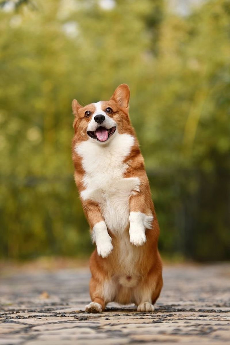 Pembroke Welsh Corgi