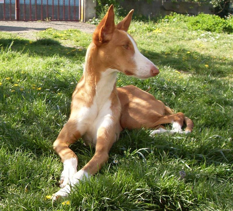 Ibizan hound