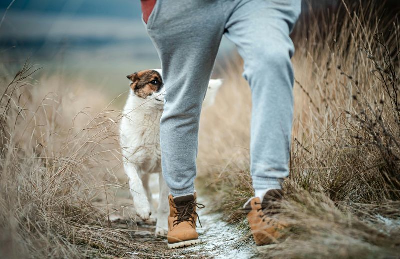 18 Quiet Ways Dogs Show Loyalty That Most Owners Completely Miss 13 Walking Slightly Behind You Instead of Pulling Ahead