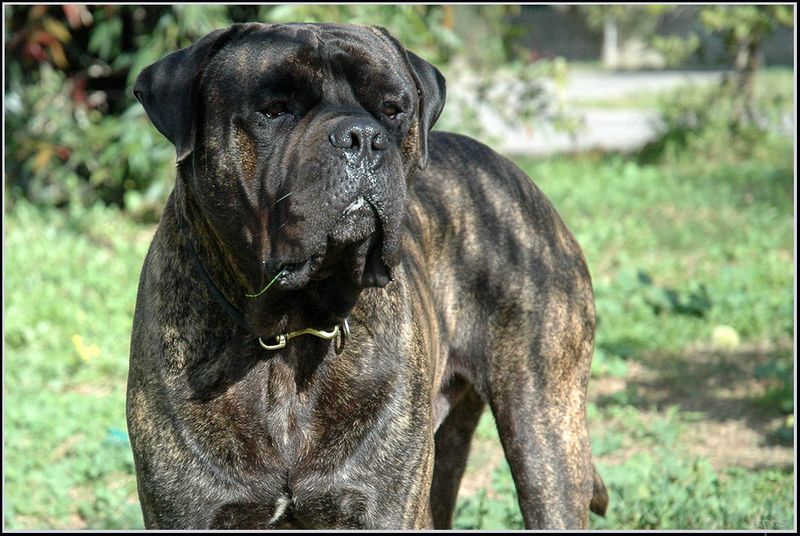 12 peaceful dogs with nighttime instincts that make owners feel safe 6 Bullmastiff