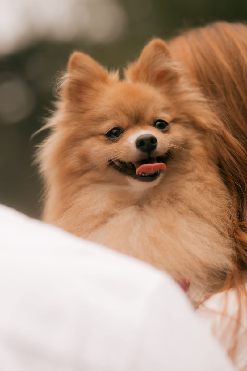 One person and the right dog can make a surprisingly complete household 9 Pomeranian