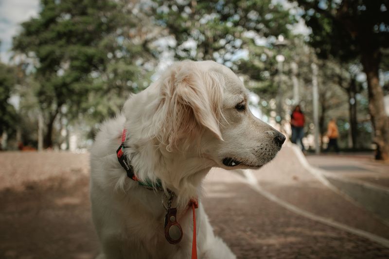 If you love spoiling your dog, these breeds will teach you the value of moderation 4 Golden Retriever