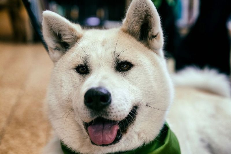 Akita