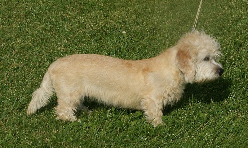 Dandie Dinmont Terrier