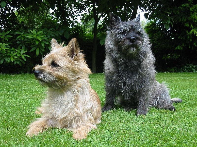 Think a small dog can't take guarding seriously? These breeds never got that message 12 Cairn Terrier